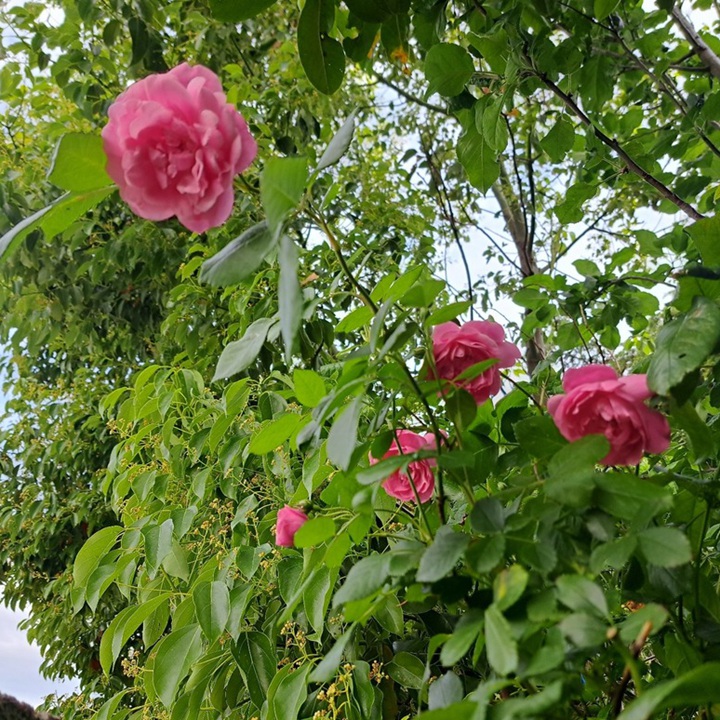 1788527320433684.jpg 飞翔 Volare
