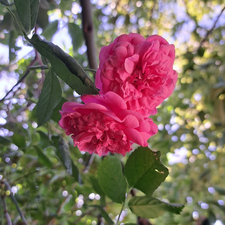 1788527320770254.jpg 飞翔 Volare