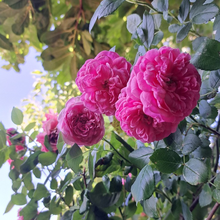 1788527320933487.jpg 飞翔 Volare