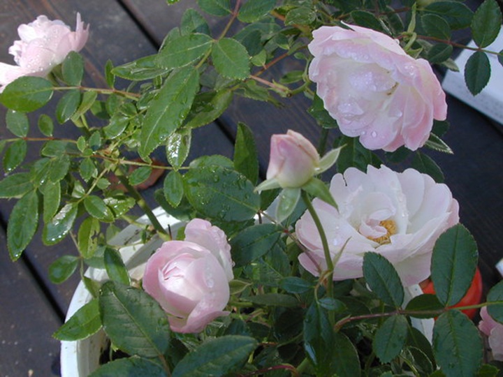 粉色母亲节 Pink Mothersday