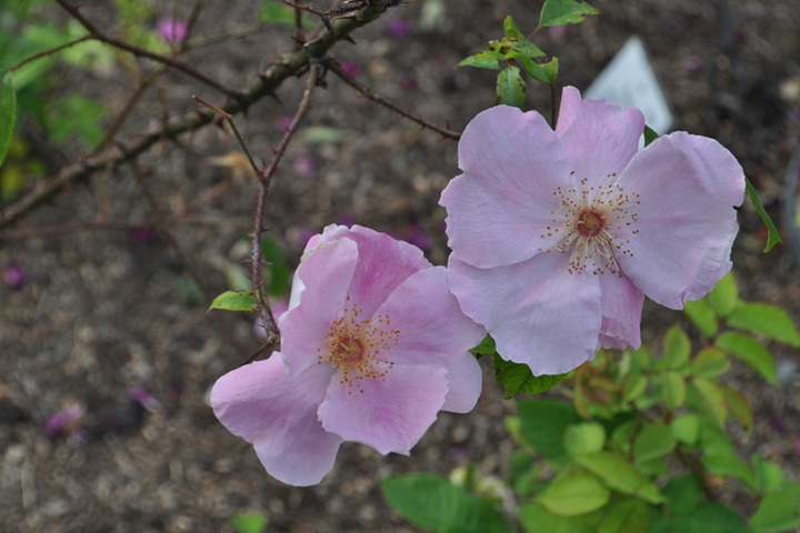 1788790601550436.jpg 银莲花蔷薇 Laevigata Anemone
