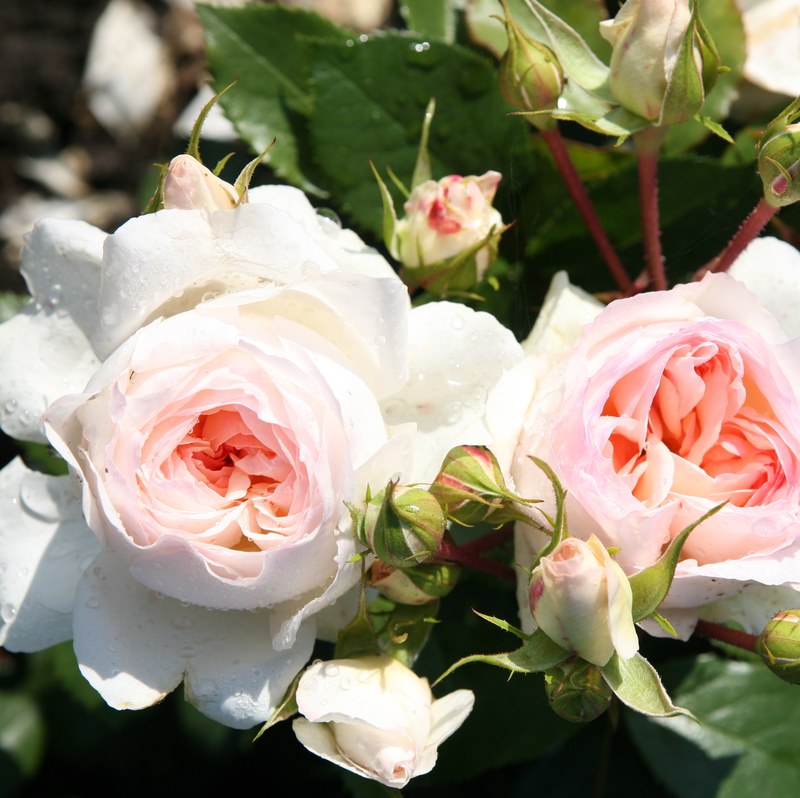 斯蒂芬妮·冯·古腾堡月季 斯蒂芬妮•古滕贝格 Stephanie Baronin zu Guttenberg Rose