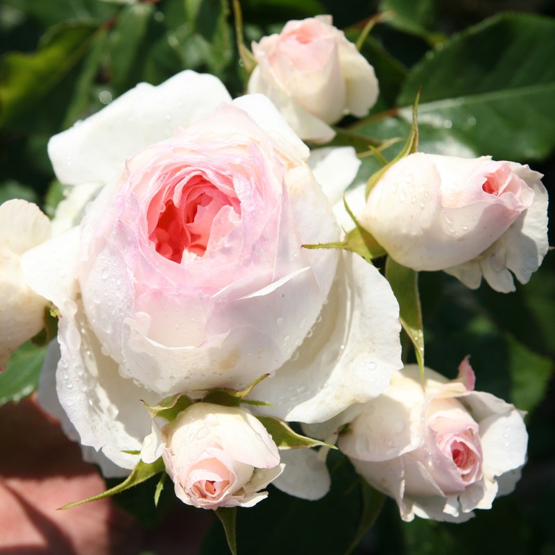斯蒂芬妮·冯·古腾堡月季 斯蒂芬妮•古滕贝格 Stephanie Baronin zu Guttenberg Rose