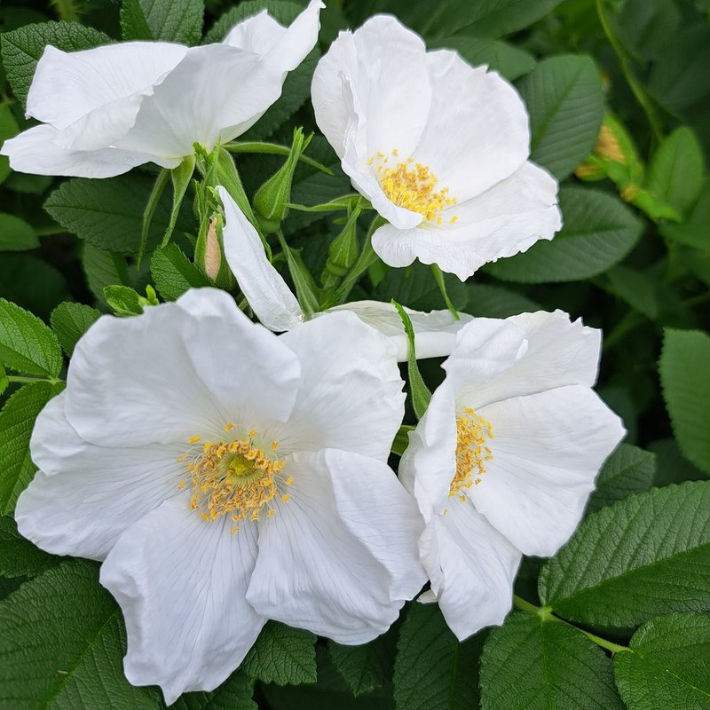 沙滩珍珠·费马恩月季 沙滩珍珠·费马恩Strandperle Fehmarn