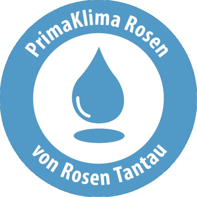 沙滩珍珠·费马恩月季 沙滩珍珠·费马恩Strandperle Fehmarn