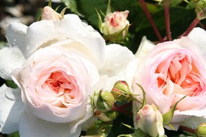 斯蒂芬妮•古滕贝格 Stephanie Baronin zu Guttenberg Rose