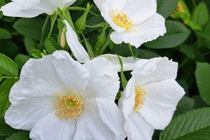 沙滩珍珠·费马恩Strandperle Fehmarn