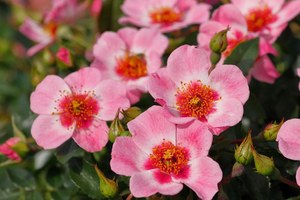 卢特绽放Tantau's Lütte Bloom