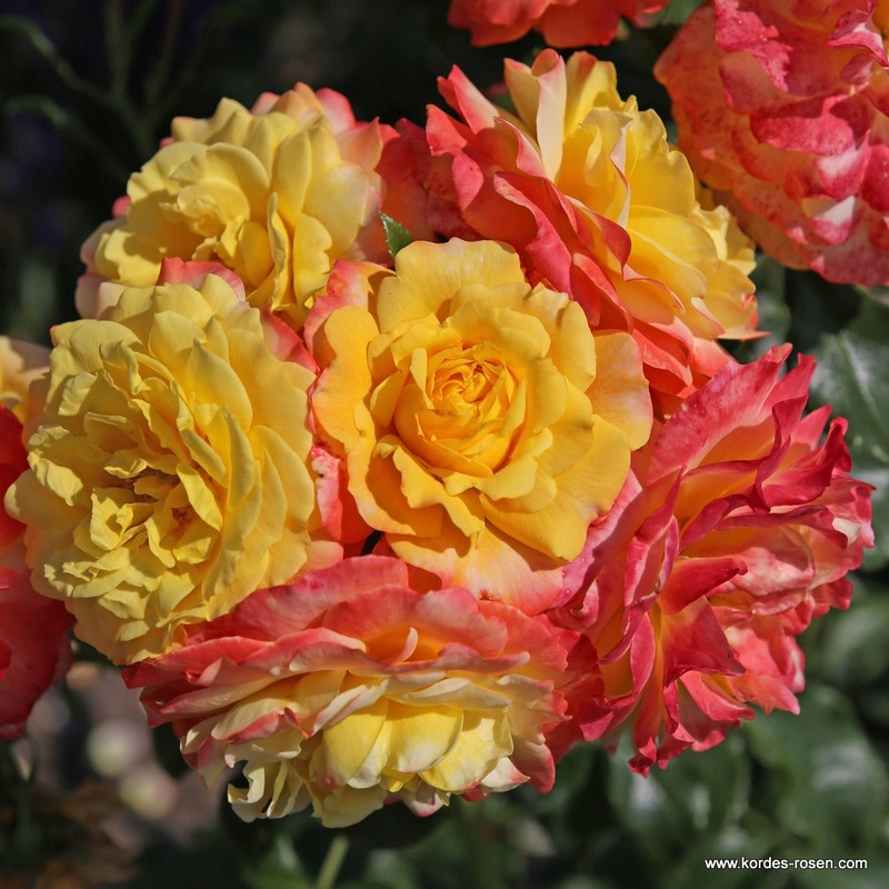 希望之玫瑰月季 希望的玫瑰Rose der Hoffnung