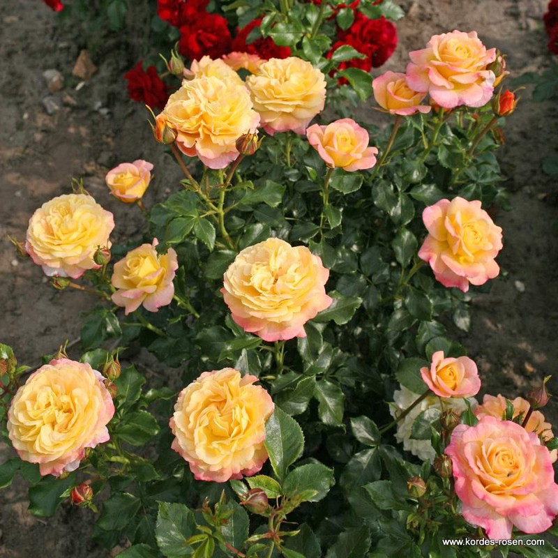 希望之玫瑰月季 希望的玫瑰Rose der Hoffnung