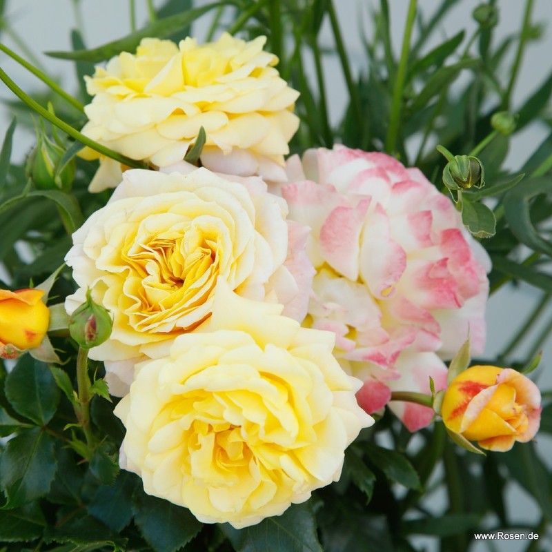 希望之玫瑰月季 希望的玫瑰Rose der Hoffnung
