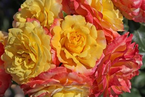 希望的玫瑰Rose der Hoffnung