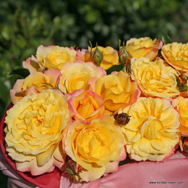 希望之玫瑰月季 希望的玫瑰Rose der Hoffnung