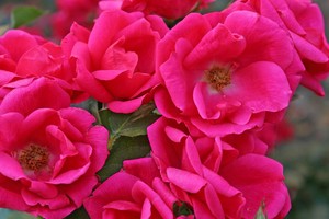 花园之友 Gartenfreund