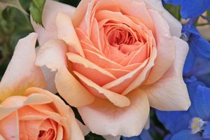 玫瑰花园Garden of Roses