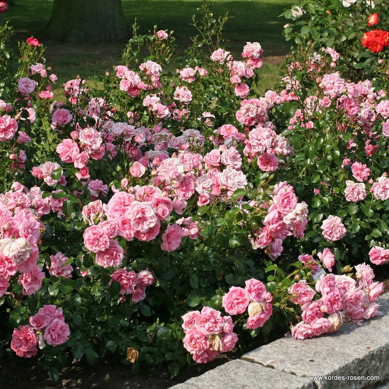 家居花园月季 家居花园 Home & Garden