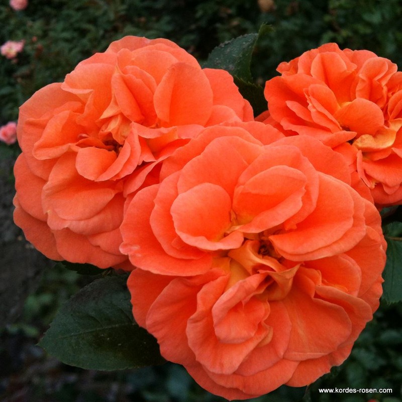 芒果月季 芒果Mango