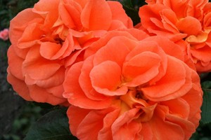 芒果Mango