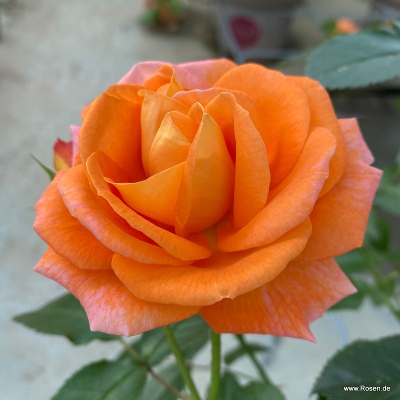 芒果月季 芒果Mango