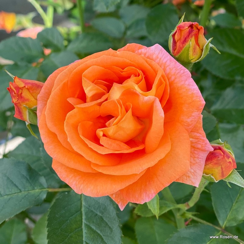 芒果月季 芒果Mango
