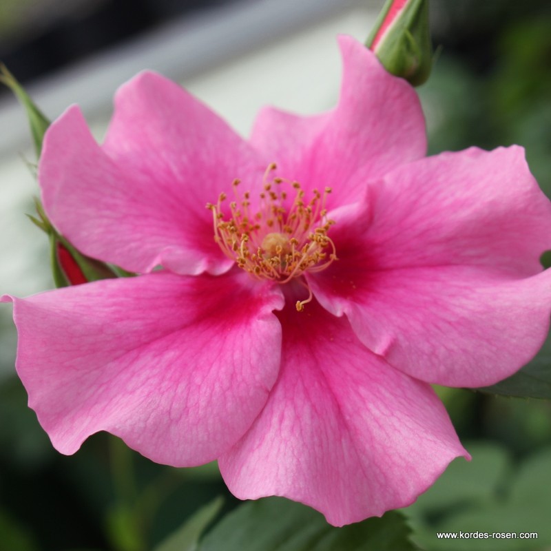 粉色见月季 再见粉色 SEE YOU in pink