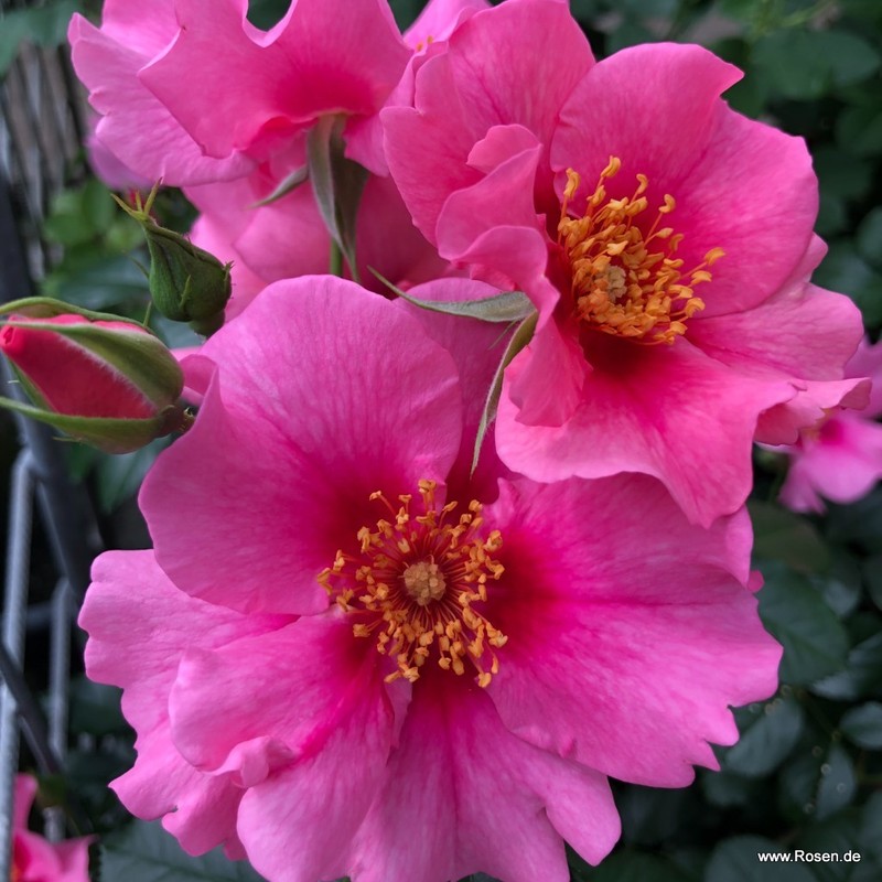 粉色见月季 再见粉色 SEE YOU in pink