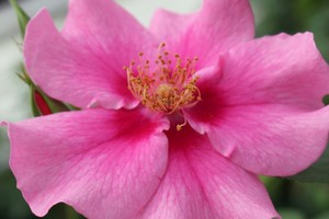 再见粉色 SEE YOU in pink