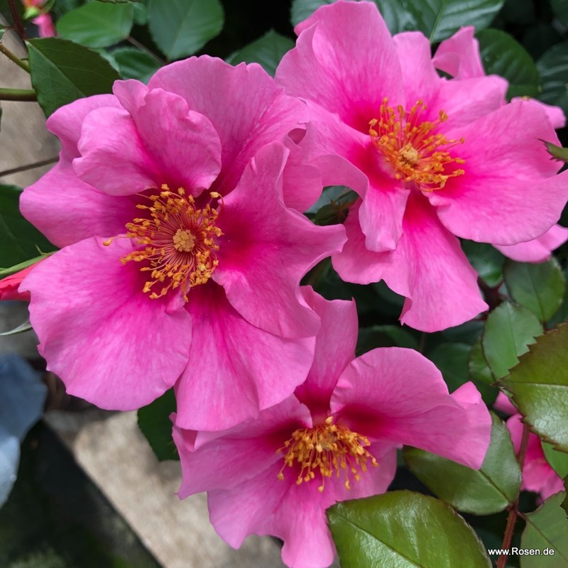 粉色见月季 再见粉色 SEE YOU in pink