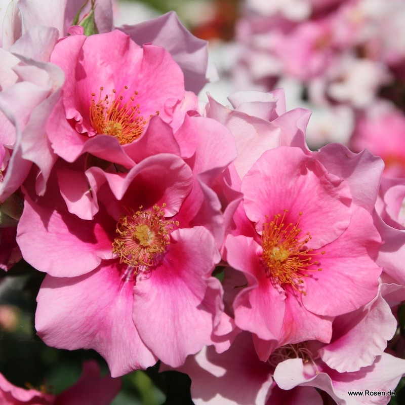 粉色见月季 再见粉色 SEE YOU in pink