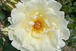 门托尔玫瑰 Mentor-Rose