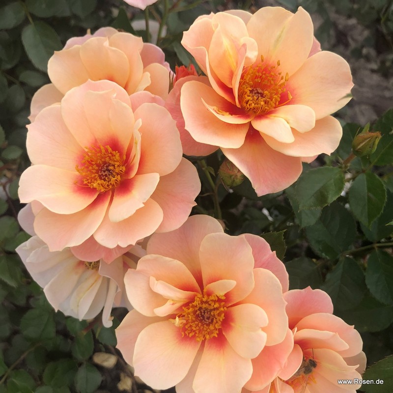 杏色见月季 再见杏色 SEE YOU in apricot