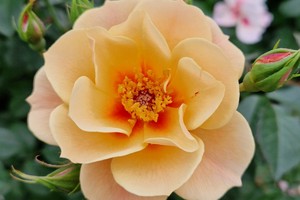 再见杏色 SEE YOU in apricot