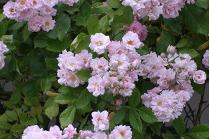 邦妮 Bonny