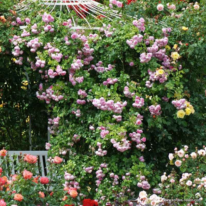 茉莉花月季 贾斯米娜 Jasmina