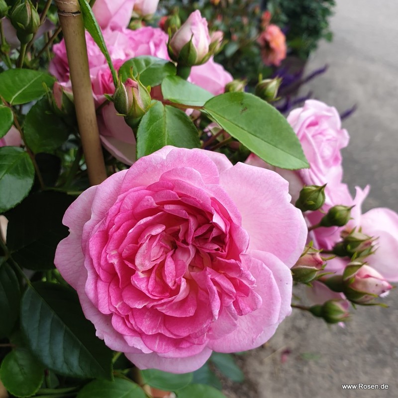 茉莉花月季 贾斯米娜 Jasmina