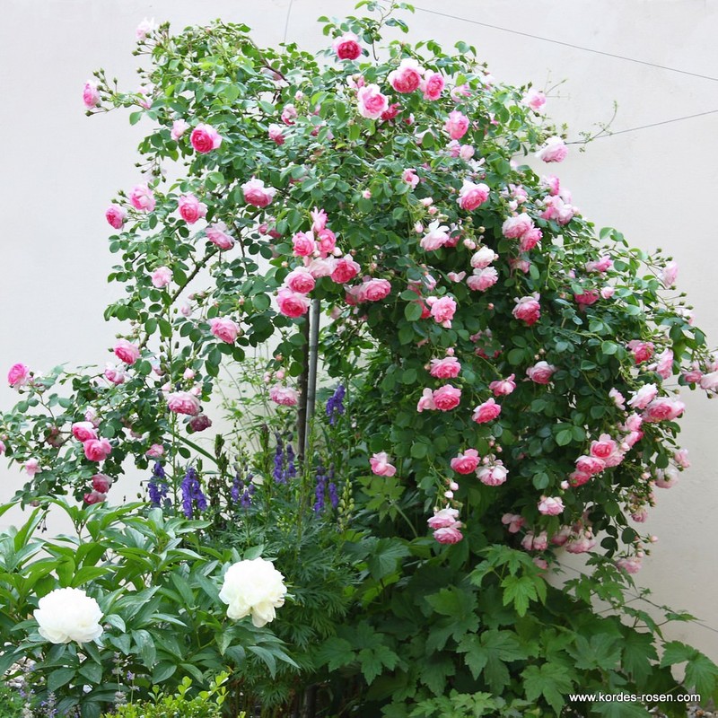茉莉花月季 贾斯米娜 Jasmina