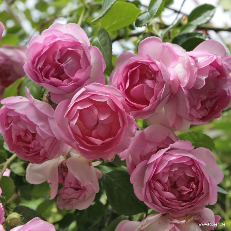 茉莉花月季 贾斯米娜 Jasmina