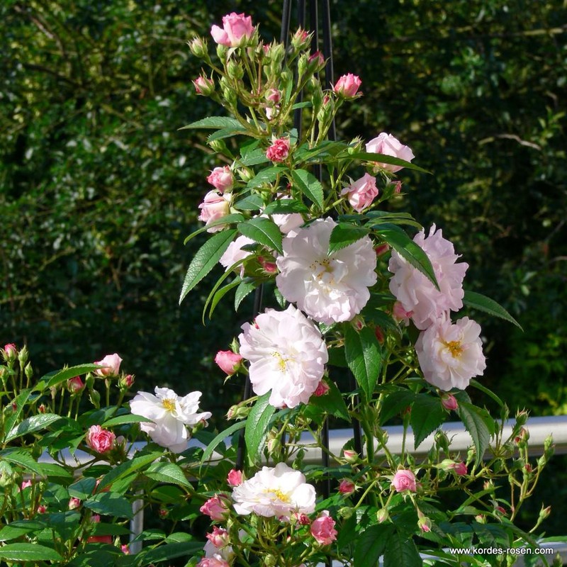 甜蜜剪影月季 甜蜜剪影Sweet Siluetta