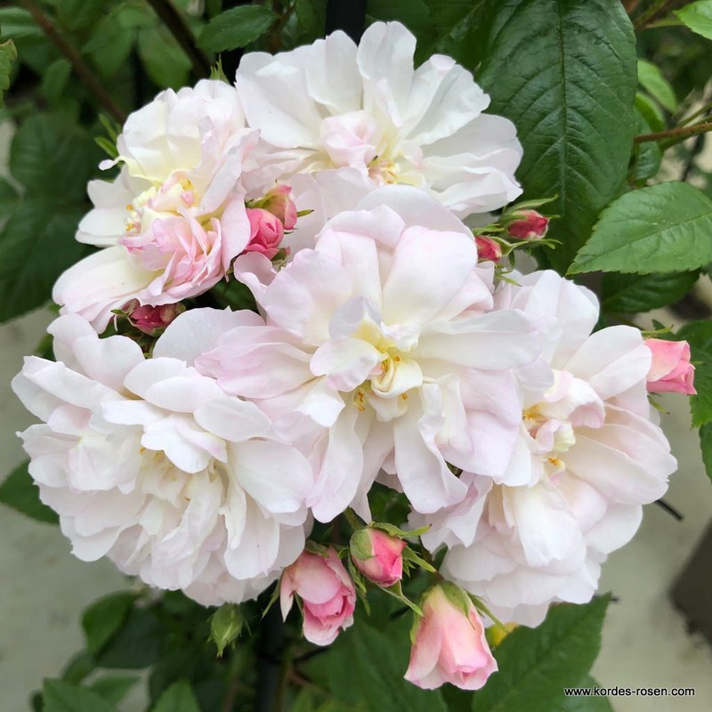 甜蜜剪影月季 甜蜜剪影Sweet Siluetta
