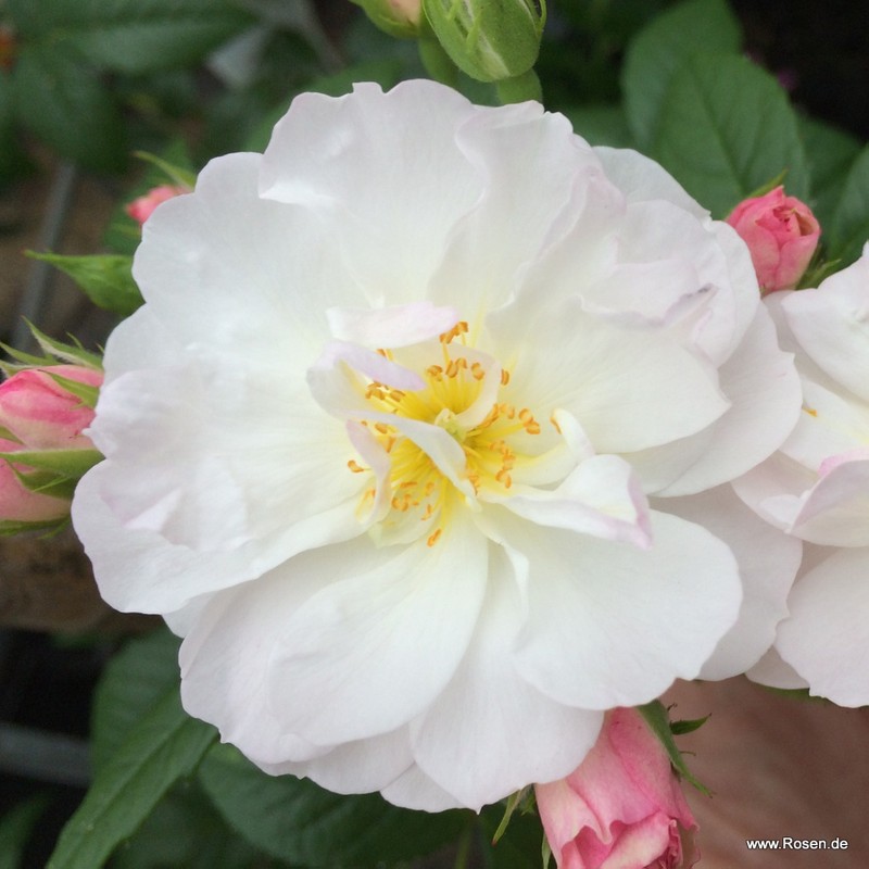 甜蜜剪影月季 甜蜜剪影Sweet Siluetta