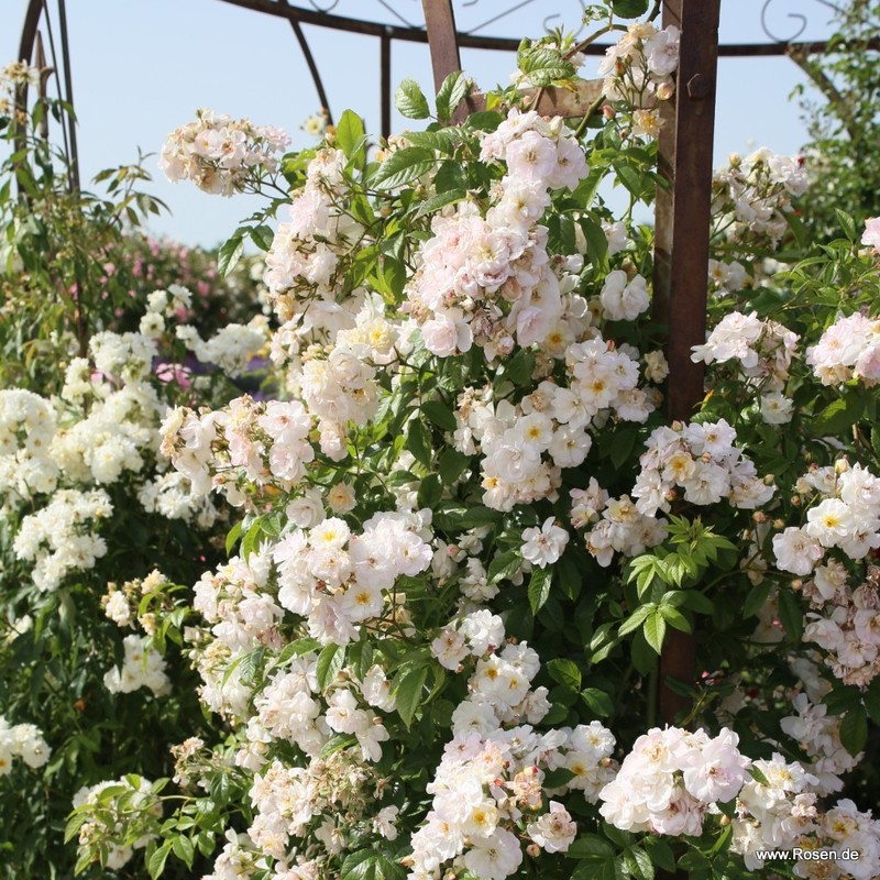 甜蜜剪影月季 甜蜜剪影Sweet Siluetta