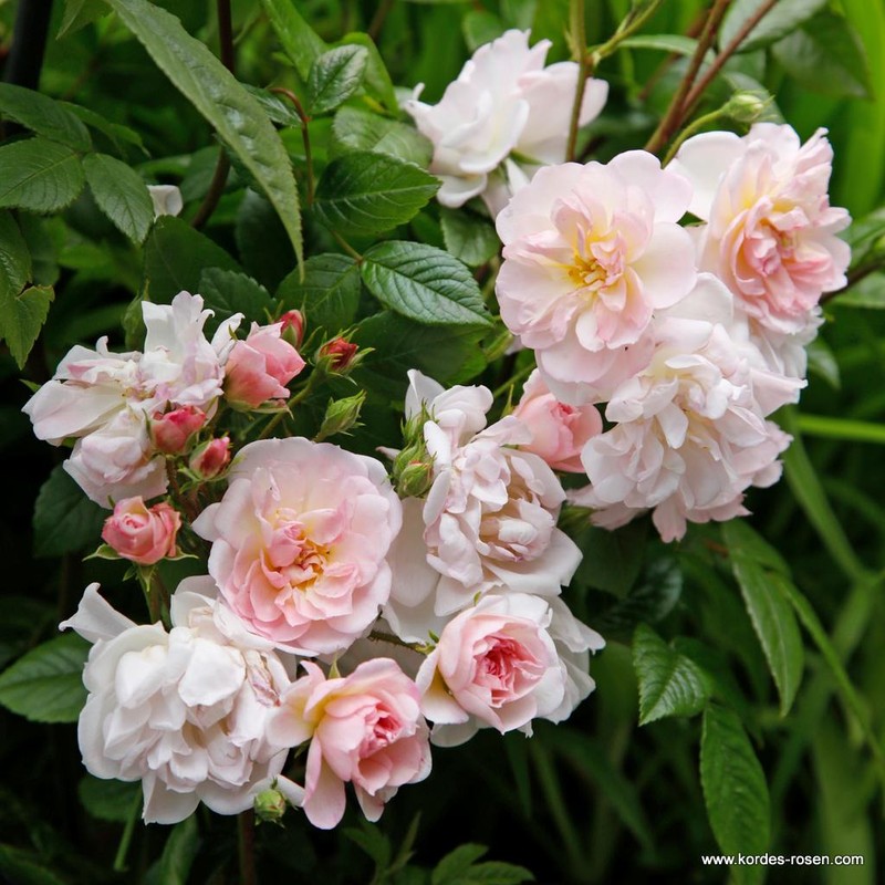 甜蜜剪影月季 甜蜜剪影Sweet Siluetta