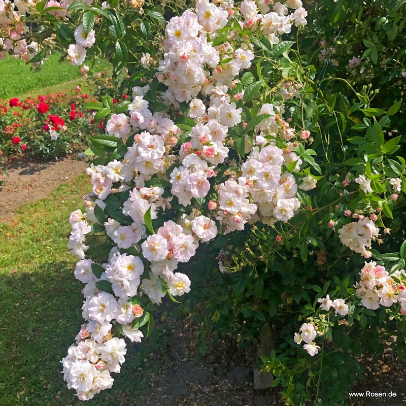 甜蜜剪影月季 甜蜜剪影Sweet Siluetta