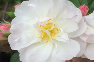 甜蜜剪影Sweet Siluetta