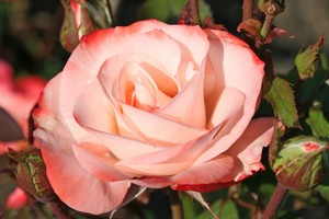 致友谊 Auf die Freundschaft