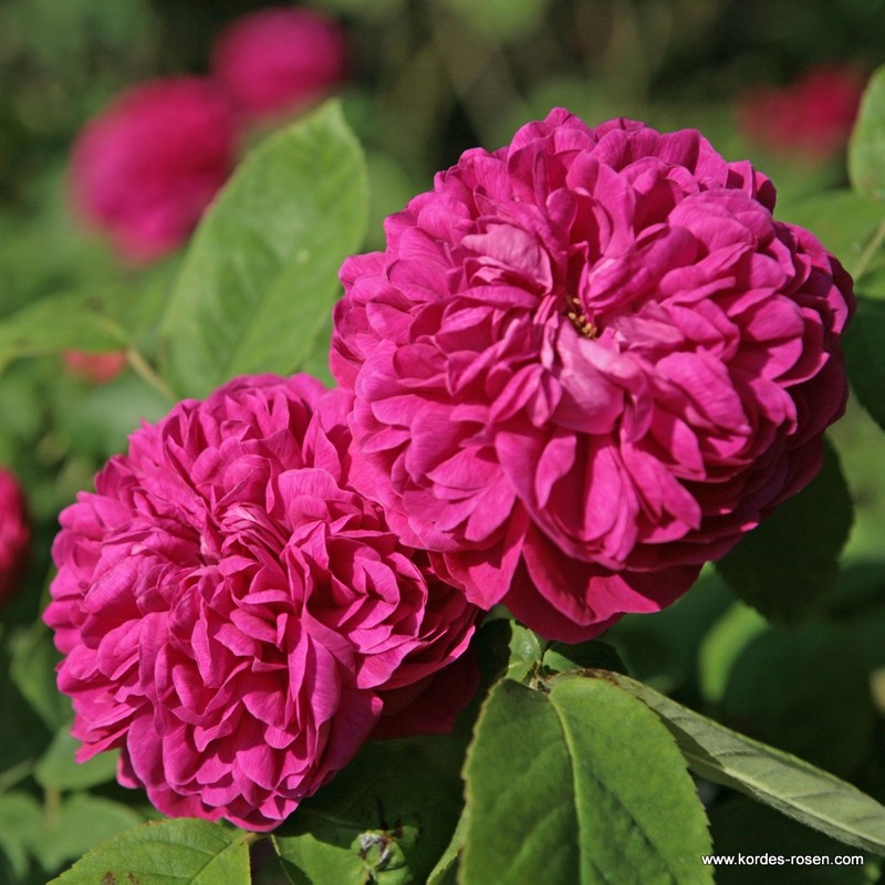 雷什特玫瑰Rose de Resht