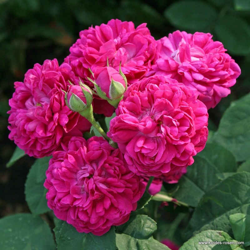 雷什特玫瑰Rose de Resht