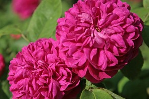雷什特玫瑰Rose de Resht