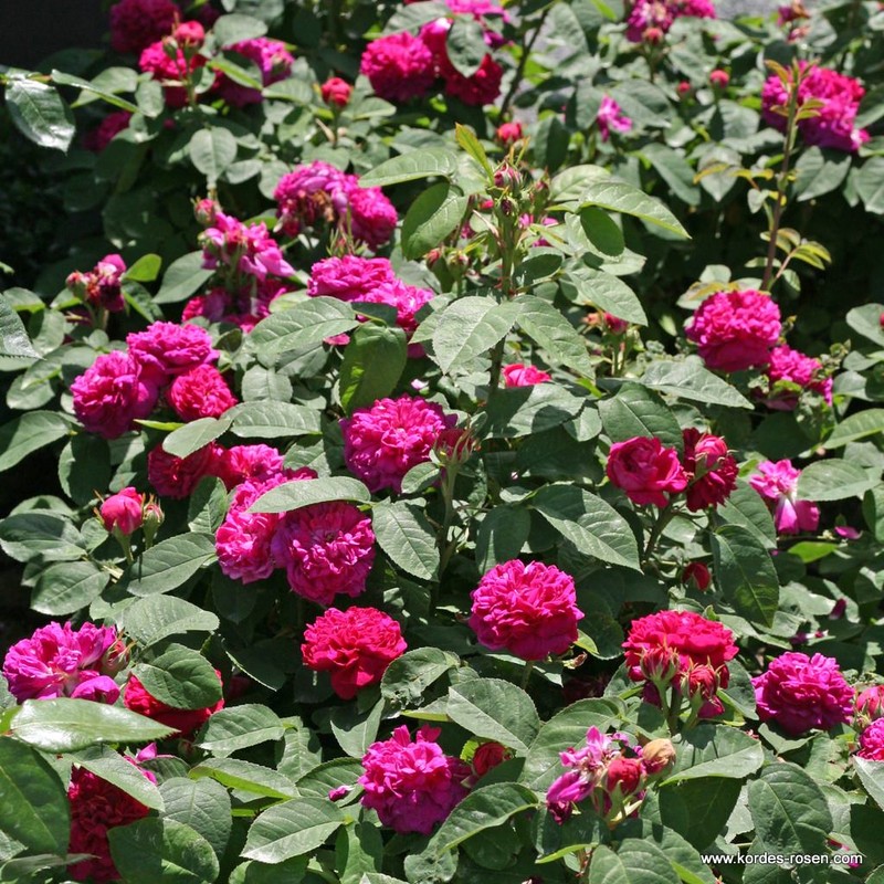 雷什特玫瑰Rose de Resht
