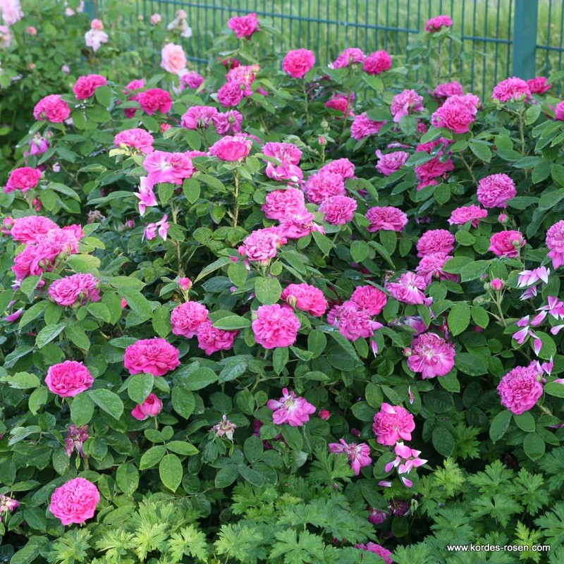 雷什特玫瑰Rose de Resht